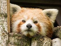 Panda červená