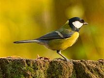 Sýkora koňadra (Parus major) - naše největší a nejrozšířenější sýkora.