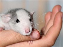 Potkani už dávno nejsou jen ta odpudivá zvířata z kanálu a je třeba se k nim i podle toho chovat