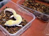 Gekoni