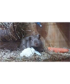 luna_hut