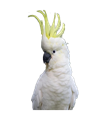 kakaducz