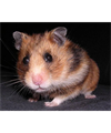 MarekStrouhal16