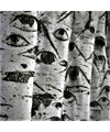 BetulaPendula