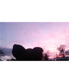 Rex_zs