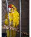 circi
