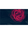 Venus_planet