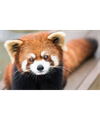 mimsimi